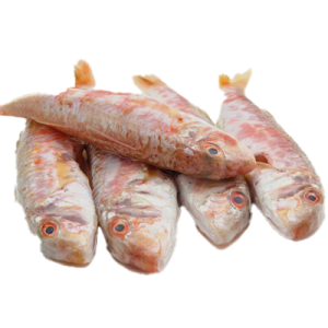 ברבוניה טריה