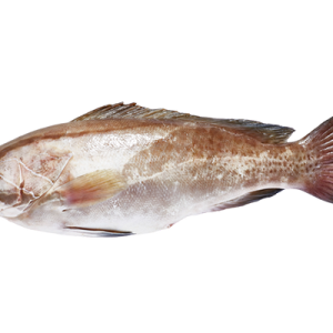 לוקוס לבן טרי